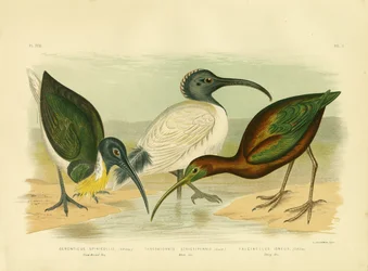 Ibis dal collo di paglia, 1891